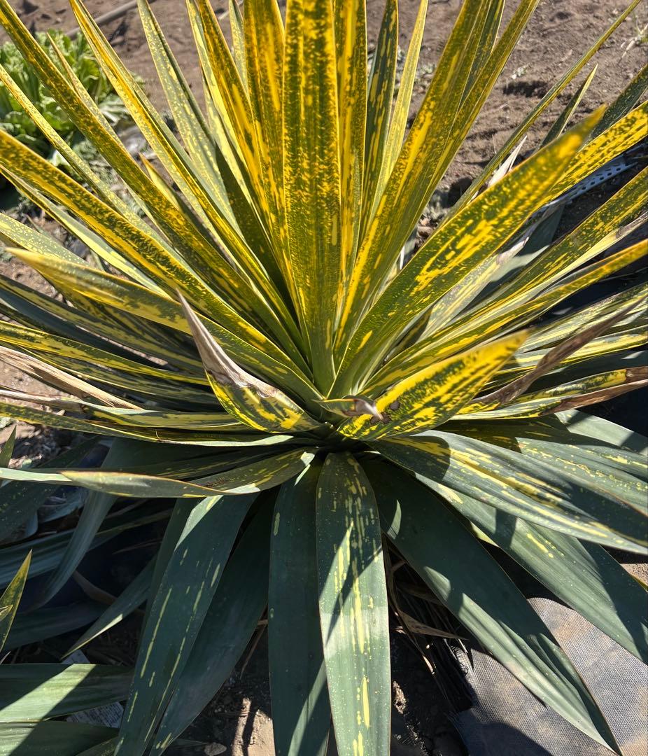 ユッカ グロリオサ 散斑 極上斑入 大株