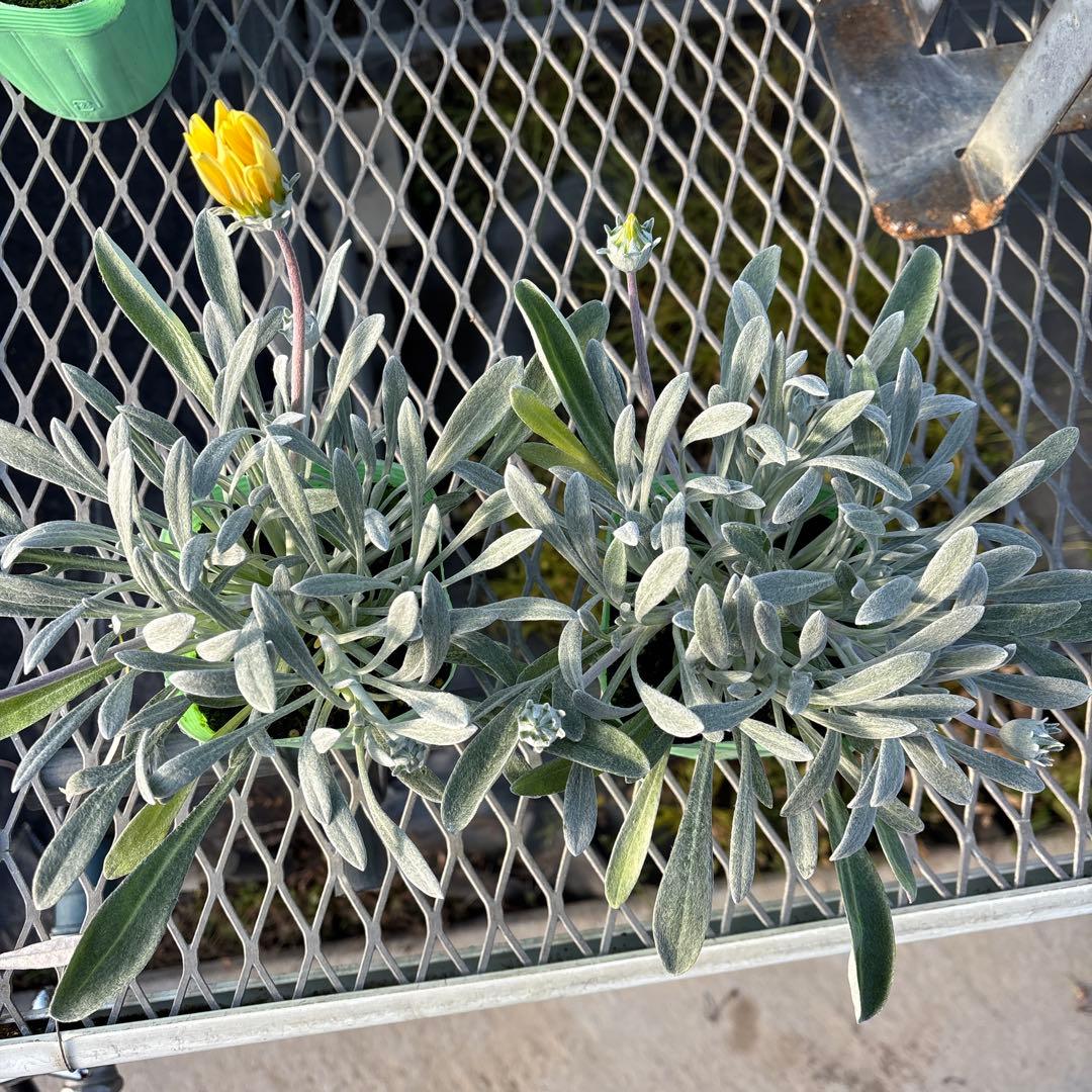 ガザニアシルバーフォックス12ポット