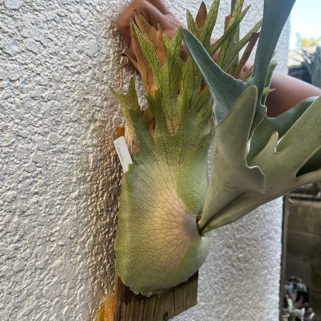 ビカクシダ　ビーチー