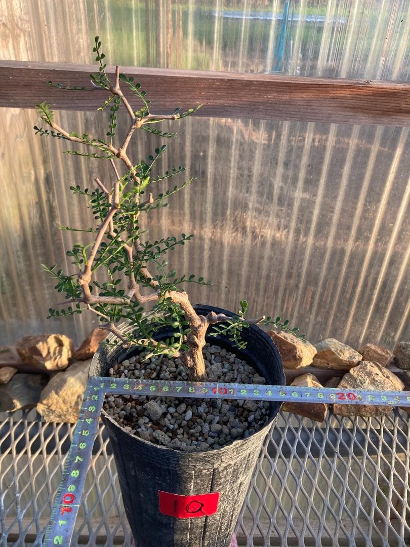 オペルクリカリア・パキプス(根挿し)No10