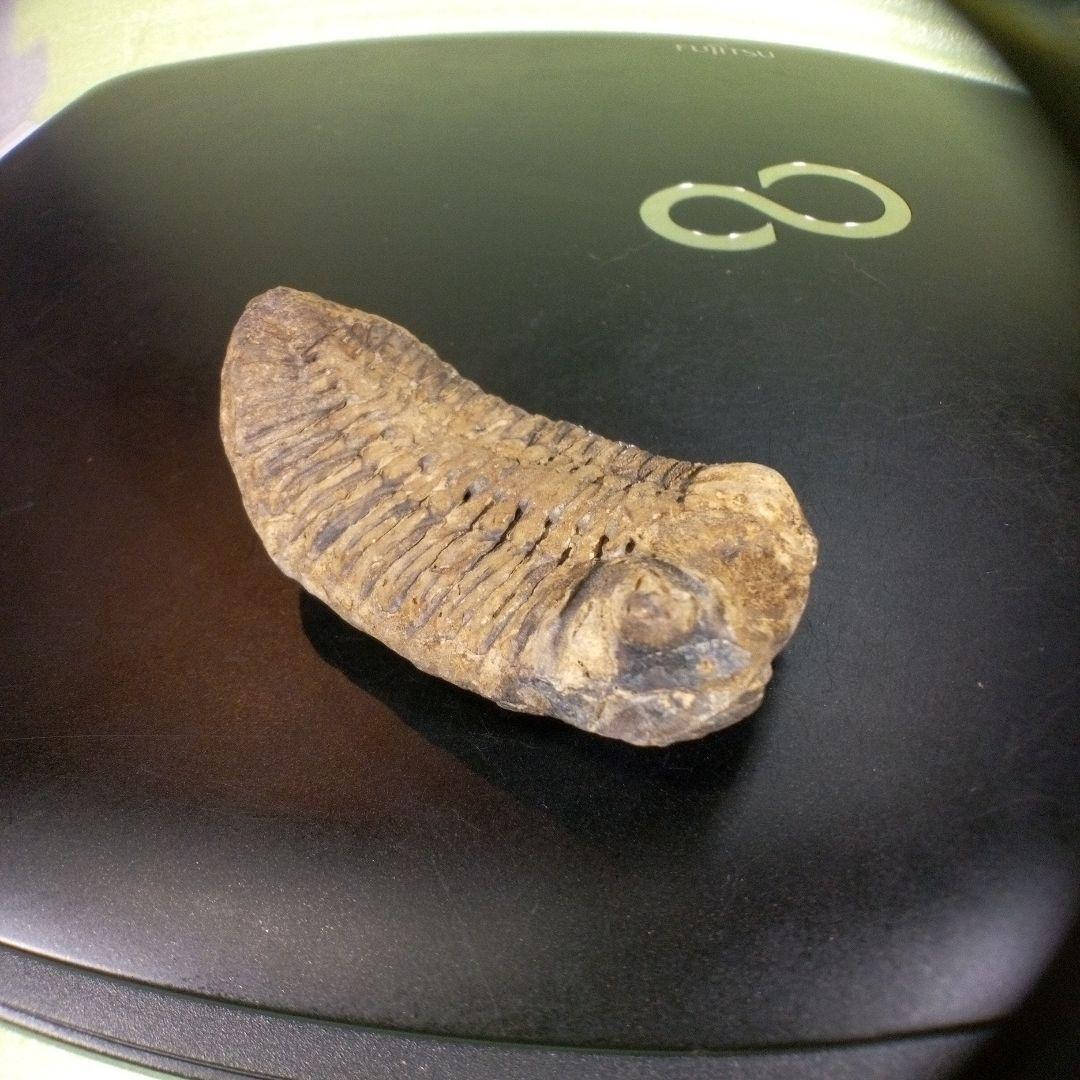 三葉虫　化石　fossil　ボリビア産　trilobite　ノジュール判別⑤