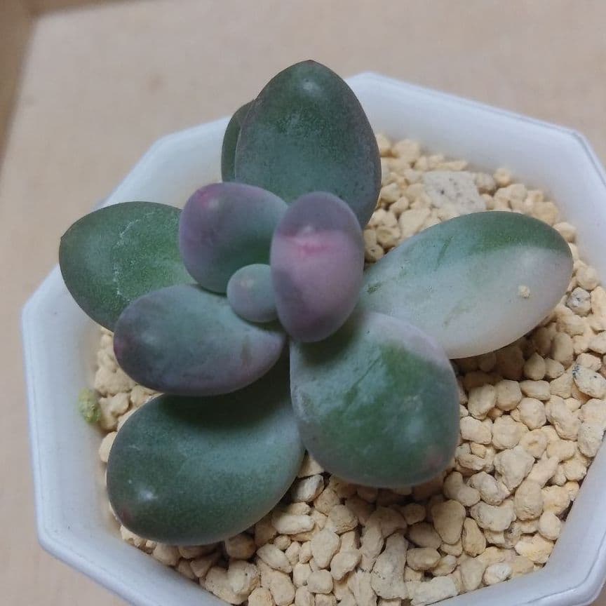 多肉植物　値下げ　紅頬美人錦　抜き苗
