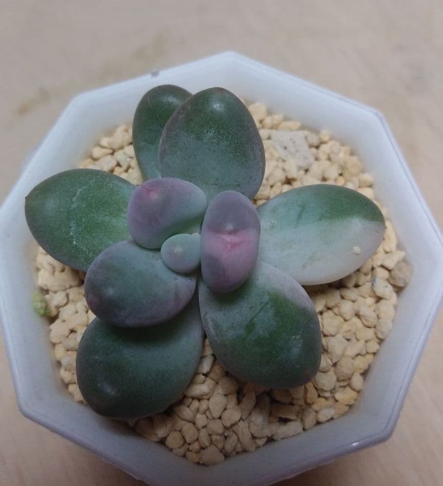 多肉植物　値下げ　紅頬美人錦　抜き苗