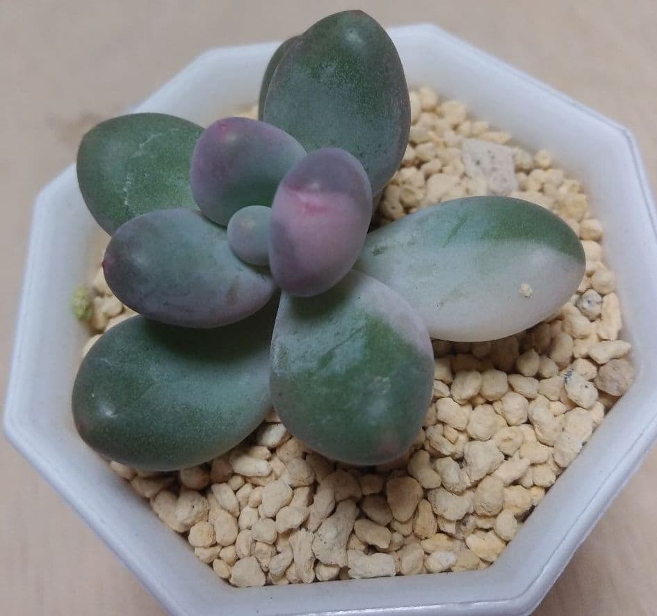 多肉植物　値下げ　紅頬美人錦　抜き苗