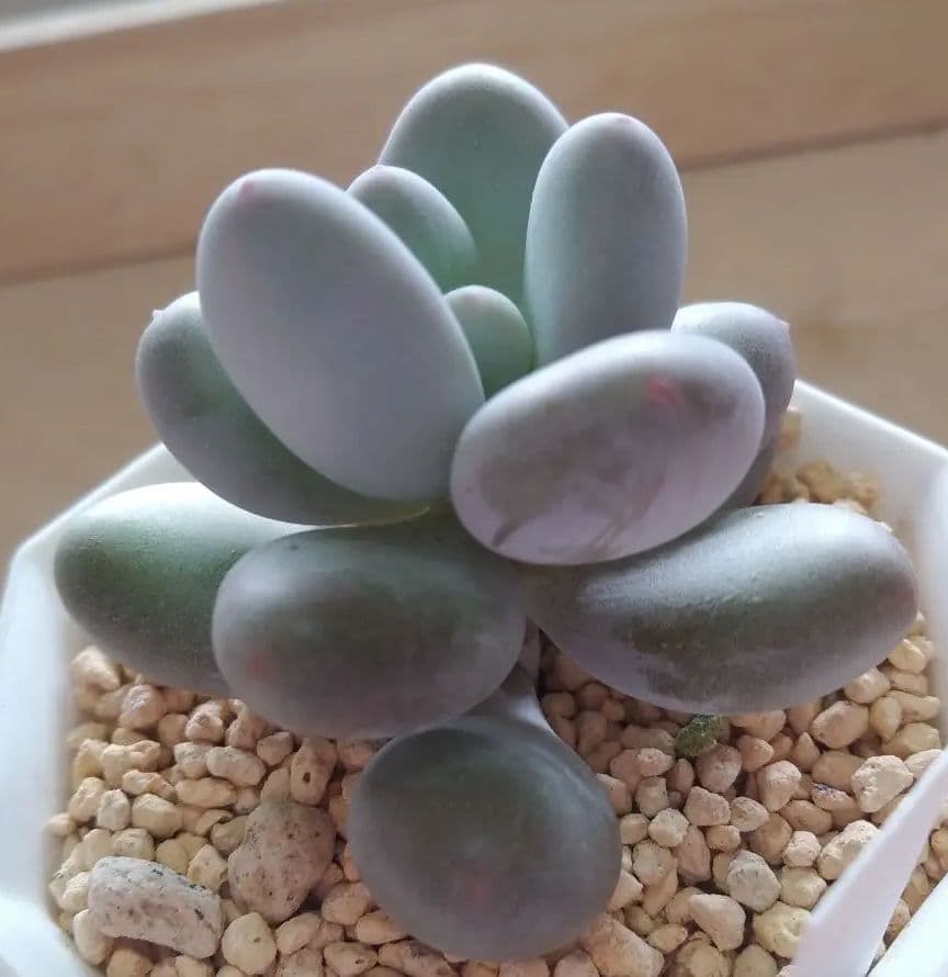 多肉植物　値下げ　紅頬美人錦　抜き苗