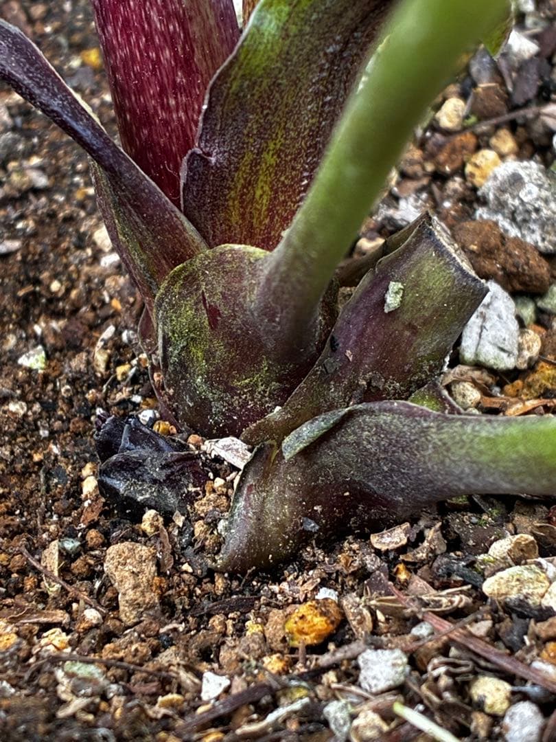 か*ん様 3453☘️限定1株☘️未株分け☘️花付き☘️⭐️コロコロ手毬咲⭐️小