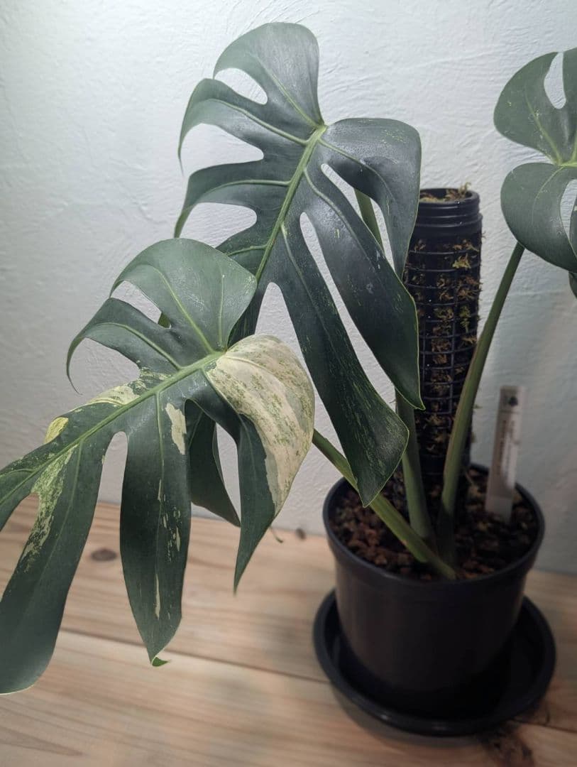 【希少斑入り】 モンステラ・ボルシギアナ・ミント 現物出品 大株 美斑あり