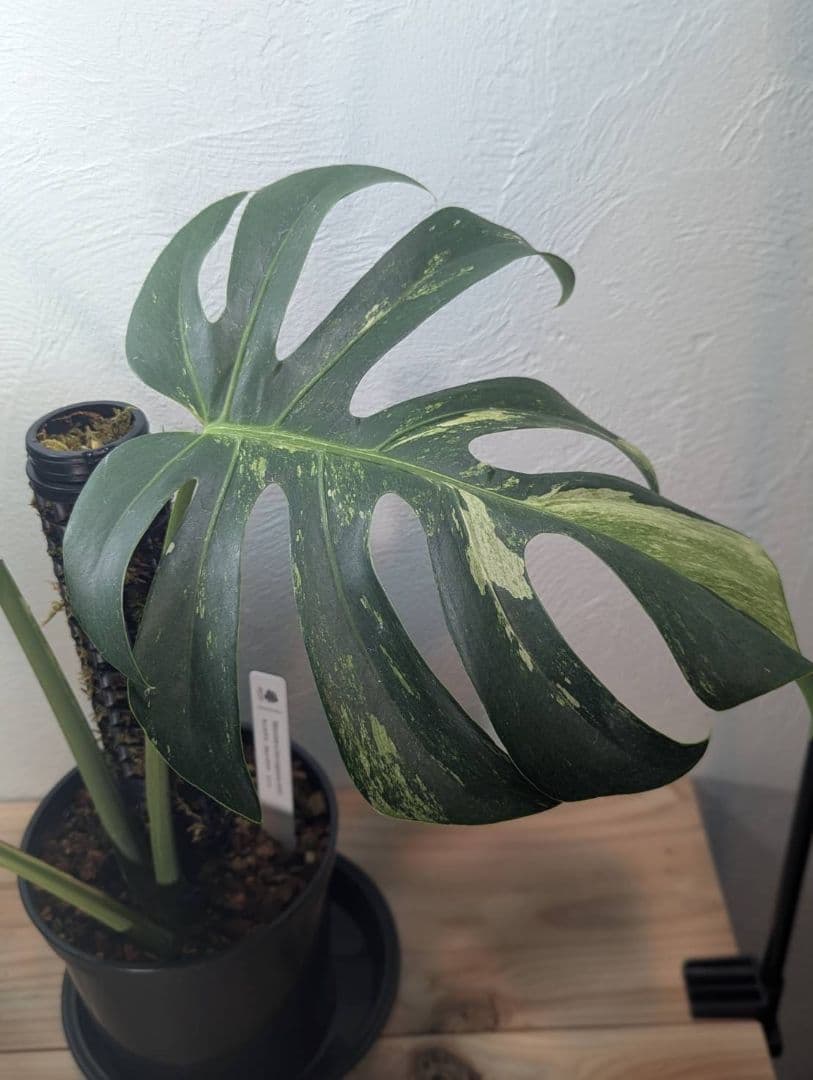 【希少斑入り】 モンステラ・ボルシギアナ・ミント 現物出品 大株 美斑あり
