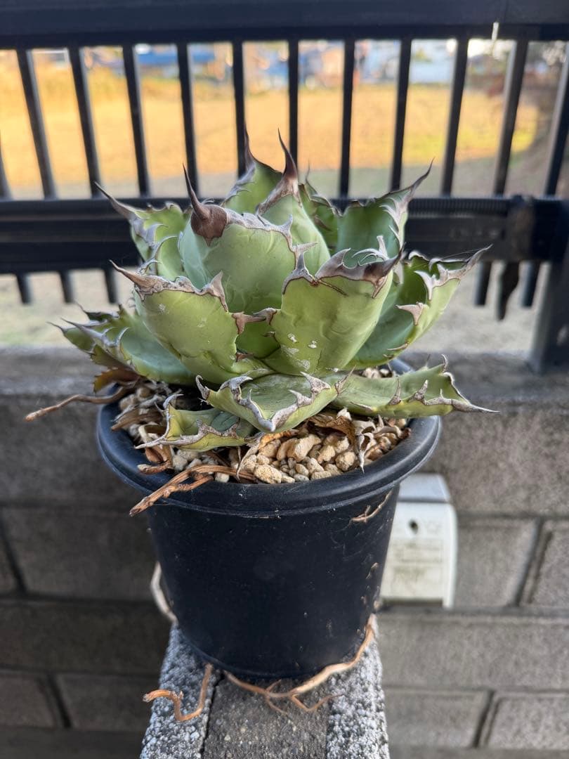 姫厳竜 観葉植物　アガベ　チタノタ　白鯨