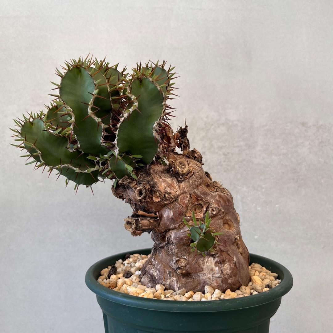 ユーフォルビア　ムランジーナ　現地球　Euphorbia mlanjeana