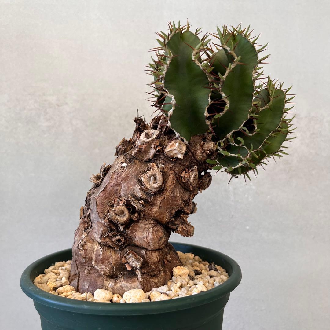 ユーフォルビア　ムランジーナ　現地球　Euphorbia mlanjeana