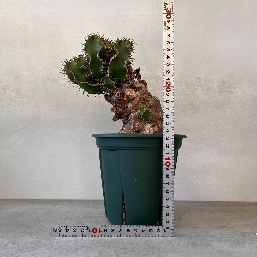 ユーフォルビア　ムランジーナ　現地球　Euphorbia mlanjeana