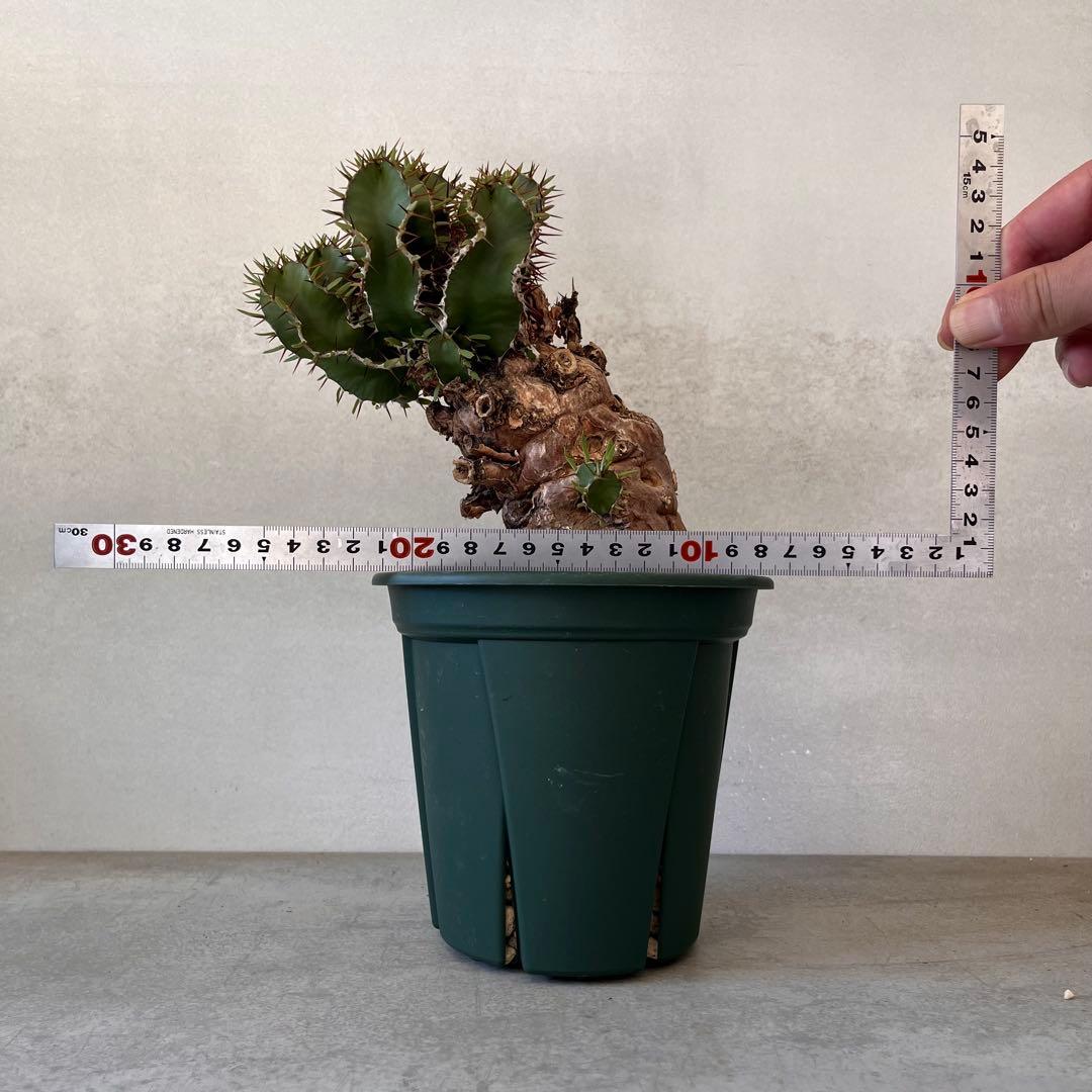 ユーフォルビア　ムランジーナ　現地球　Euphorbia mlanjeana