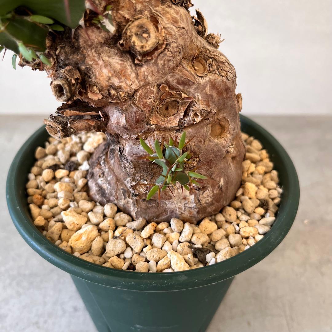 ユーフォルビア　ムランジーナ　現地球　Euphorbia mlanjeana