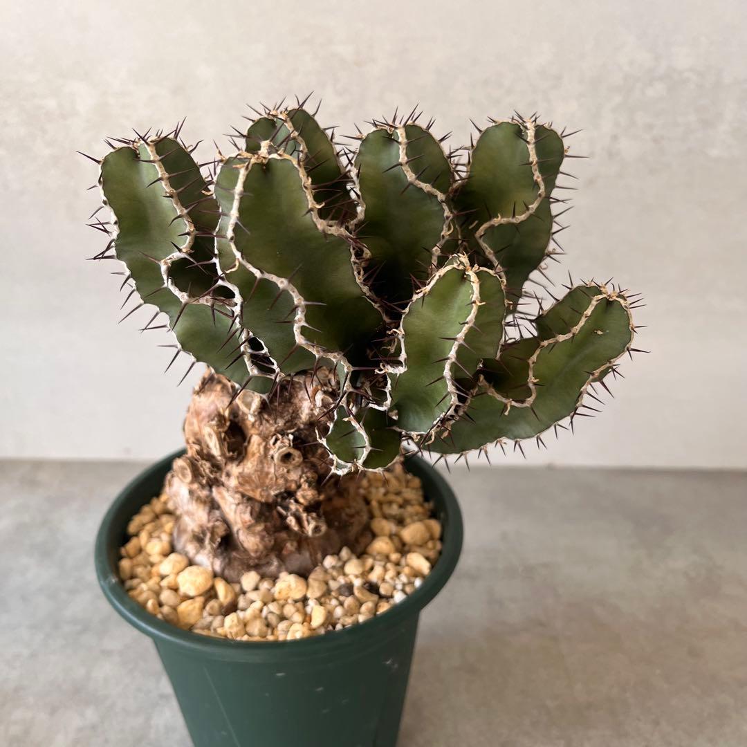 ユーフォルビア　ムランジーナ　現地球　Euphorbia mlanjeana