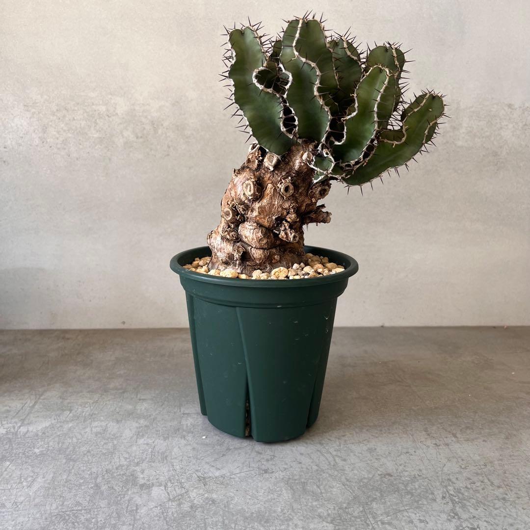 ユーフォルビア　ムランジーナ　現地球　Euphorbia mlanjeana