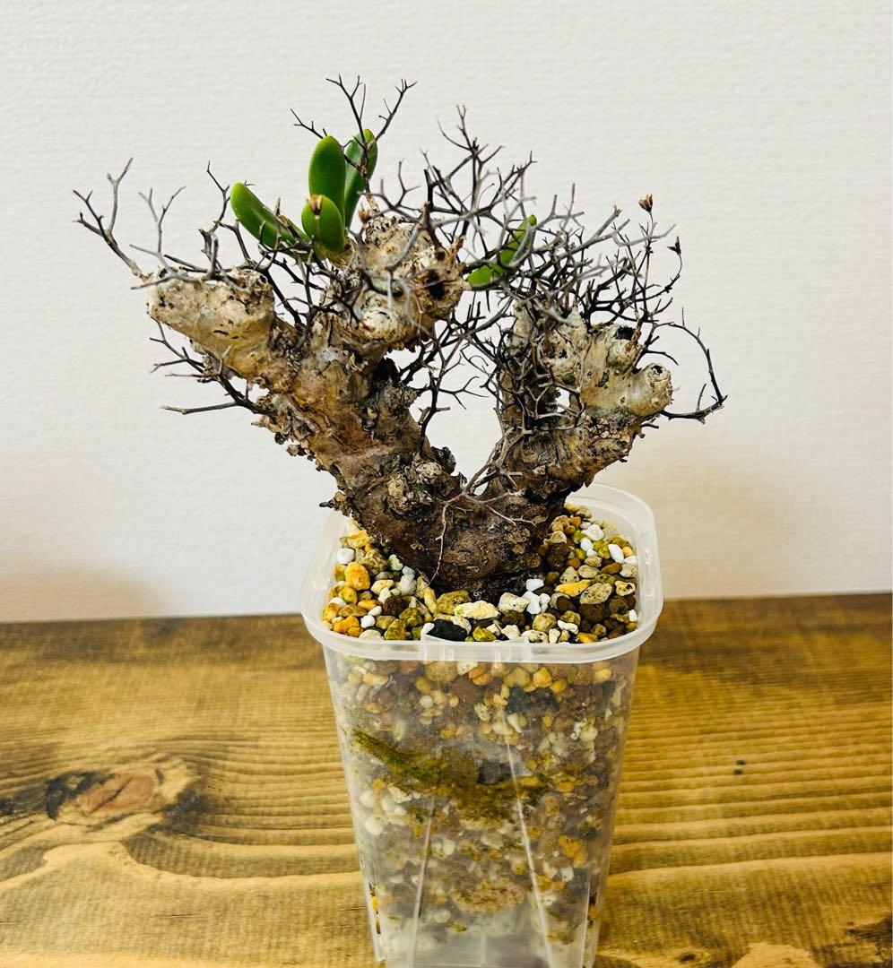 ★発根済★万物想　鉢付き・塊根植物