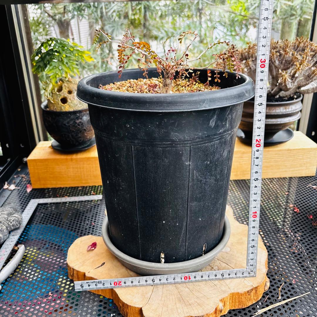 短期間限定超特価！ 超希少 斑入り オペルクリカリア パキプス 根挿し株 発芽済