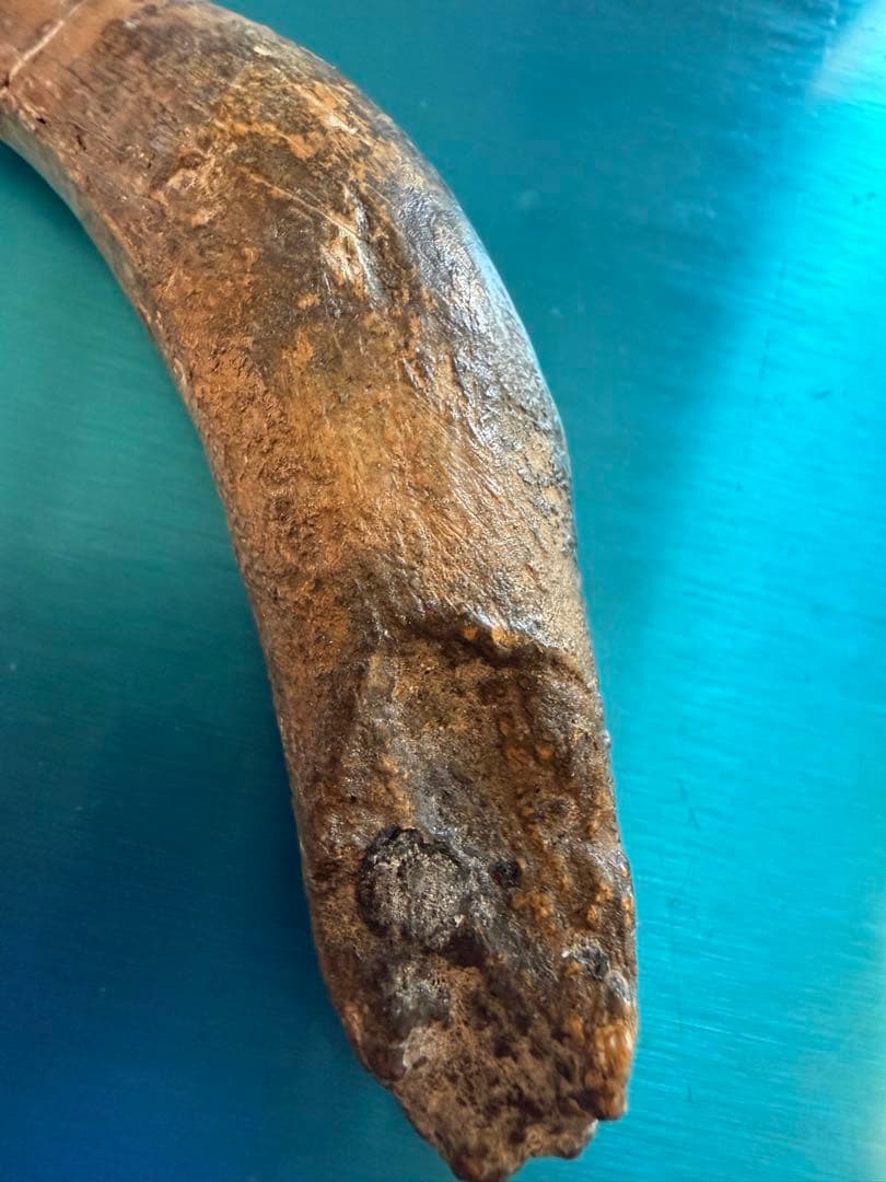 Tyrannosaurus ティラノサウルス　歯　化石　歯根　約8cm