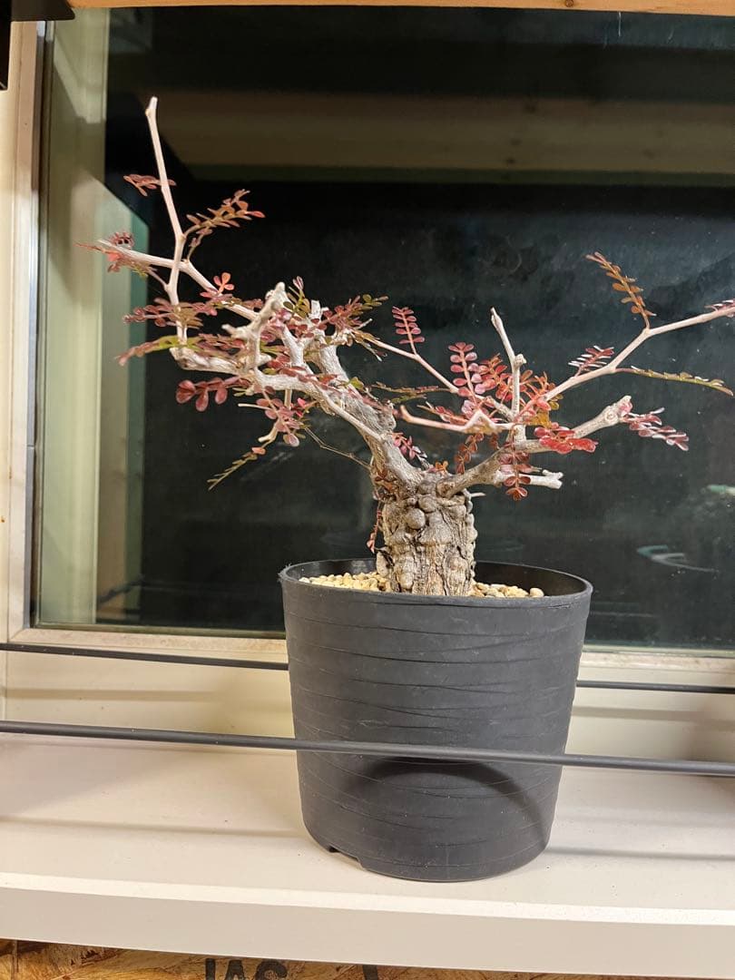 週末セール中！オペルクリカリア パキプス ボコボコ幹　スーパー手乗り株