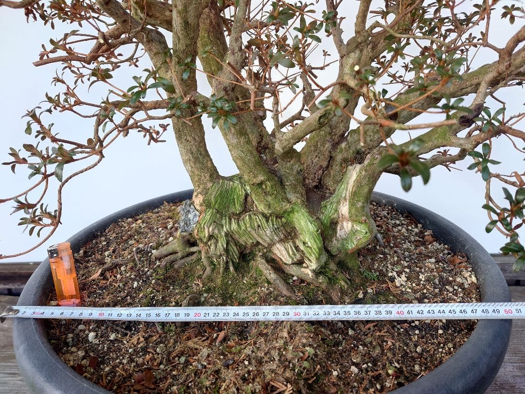 盆栽　皐月(紅牡丹)　樹高60cm