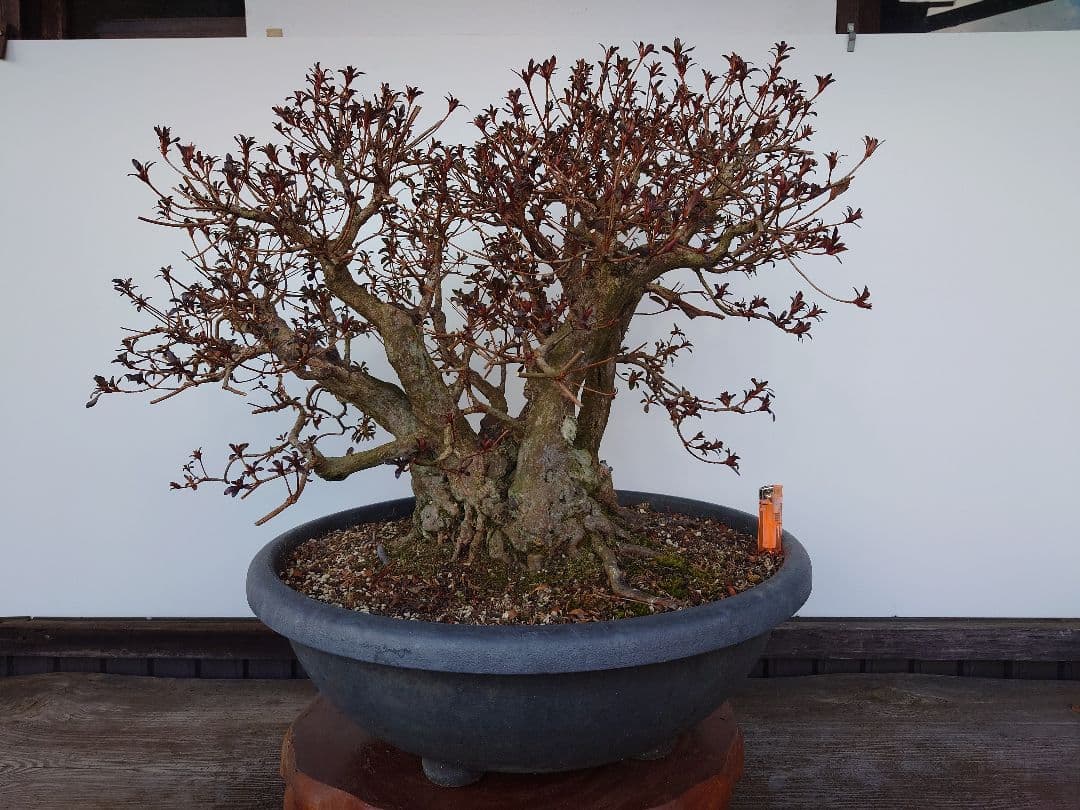 盆栽　皐月(紅牡丹)　樹高60cm