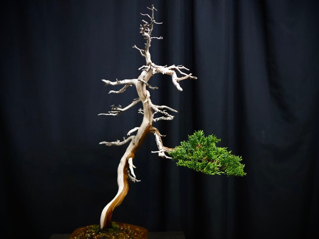逸品　真柏　盆栽　樹高45cm 古木　天ジン　天シャリ
