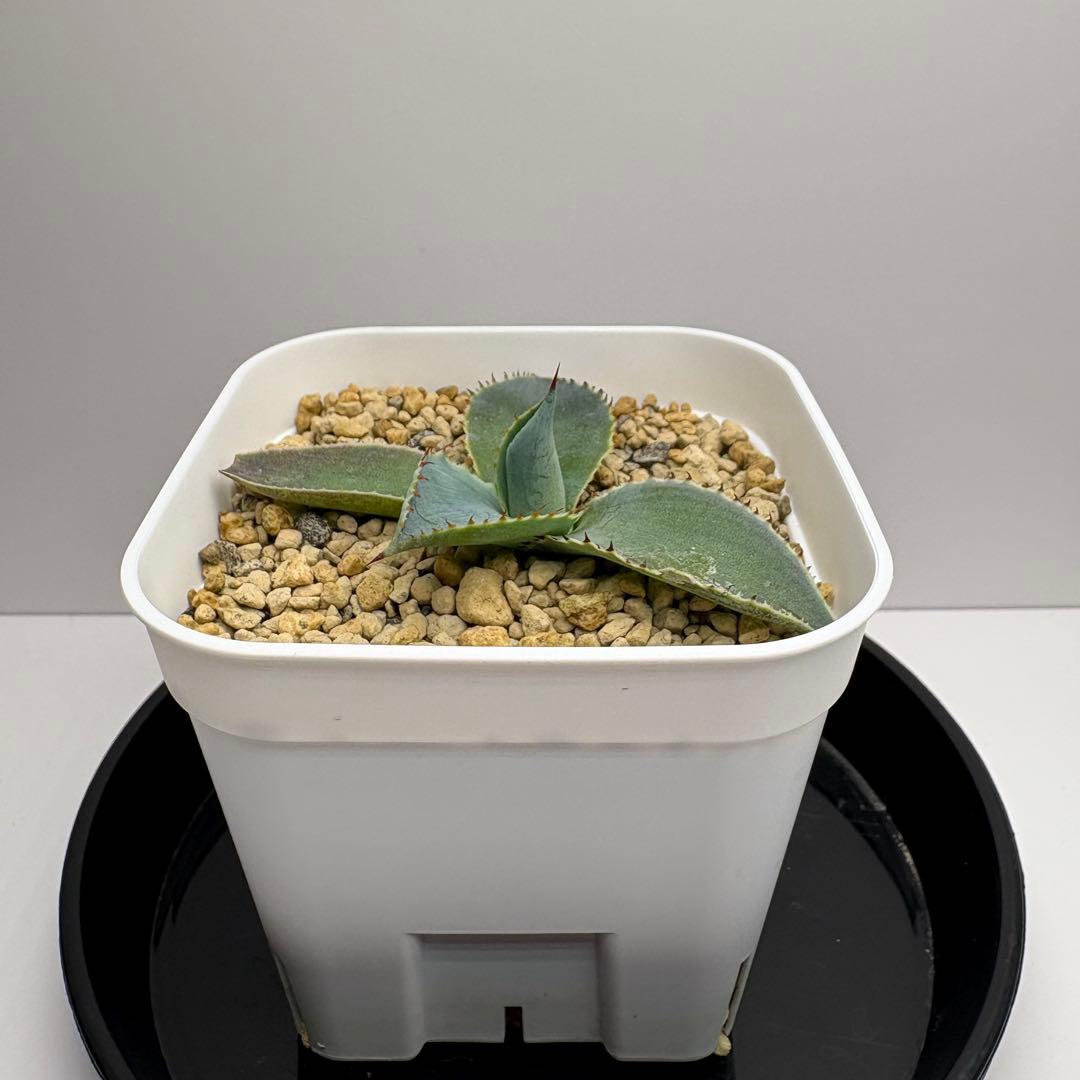agave 'Illusion'④ TC【※発根済み】耐寒性抜群 US輸入株