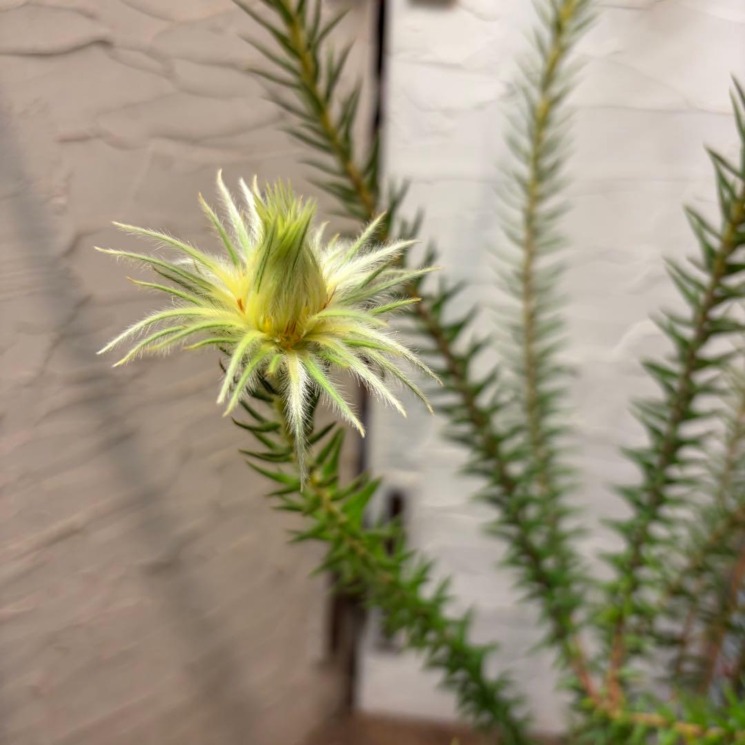 ガーデニング　フィリカ　プベッセンス　5寸2鉢　オージープランツ