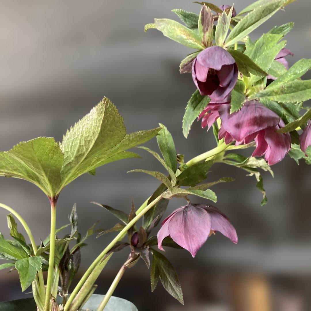 専用 流れ星様只今2/6まで検討中クリスマスローズ［ 雅 ]鉢花 紫