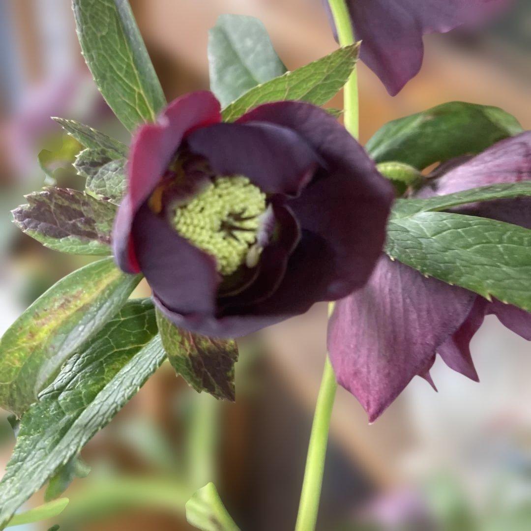 専用 流れ星様只今2/6まで検討中クリスマスローズ［ 雅 ]鉢花 紫