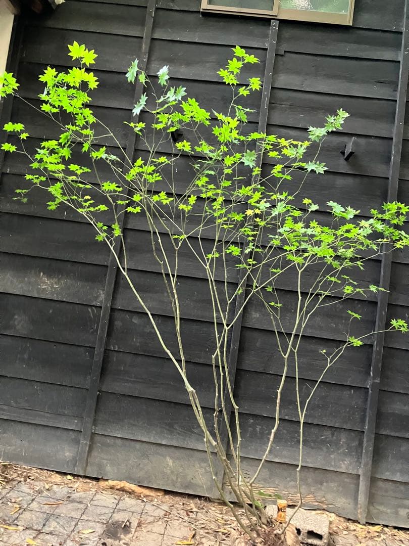 2 山採り　ヒナウチワカエデ