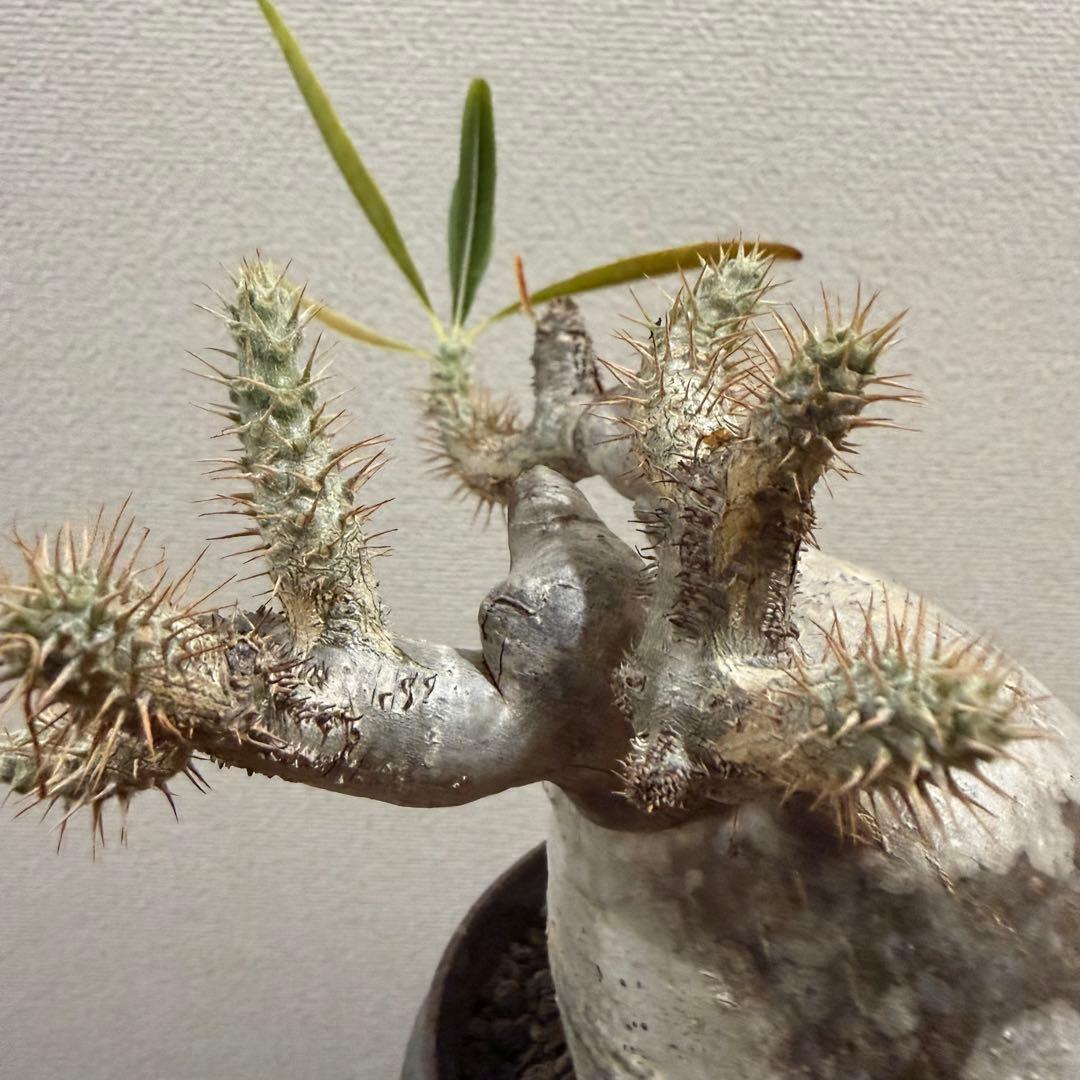 現地球 発根済 パキポディウム グラキリス 塊根幅約10cm 3年管理 姫乃翔太