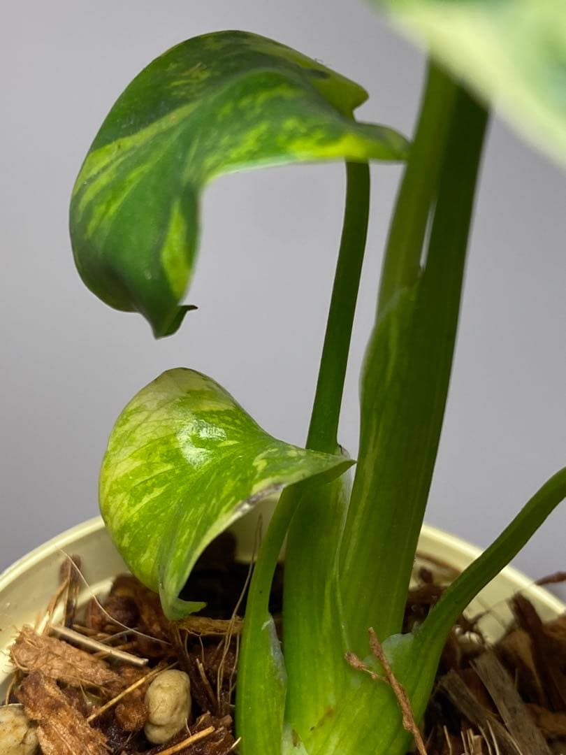 ③【超希少‼️】モンステラ　エレクトロライト　斑入り　レア　人気　メルカリ便