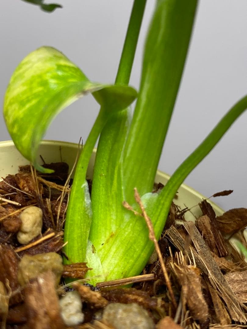 ③【超希少‼️】モンステラ　エレクトロライト　斑入り　レア　人気　メルカリ便