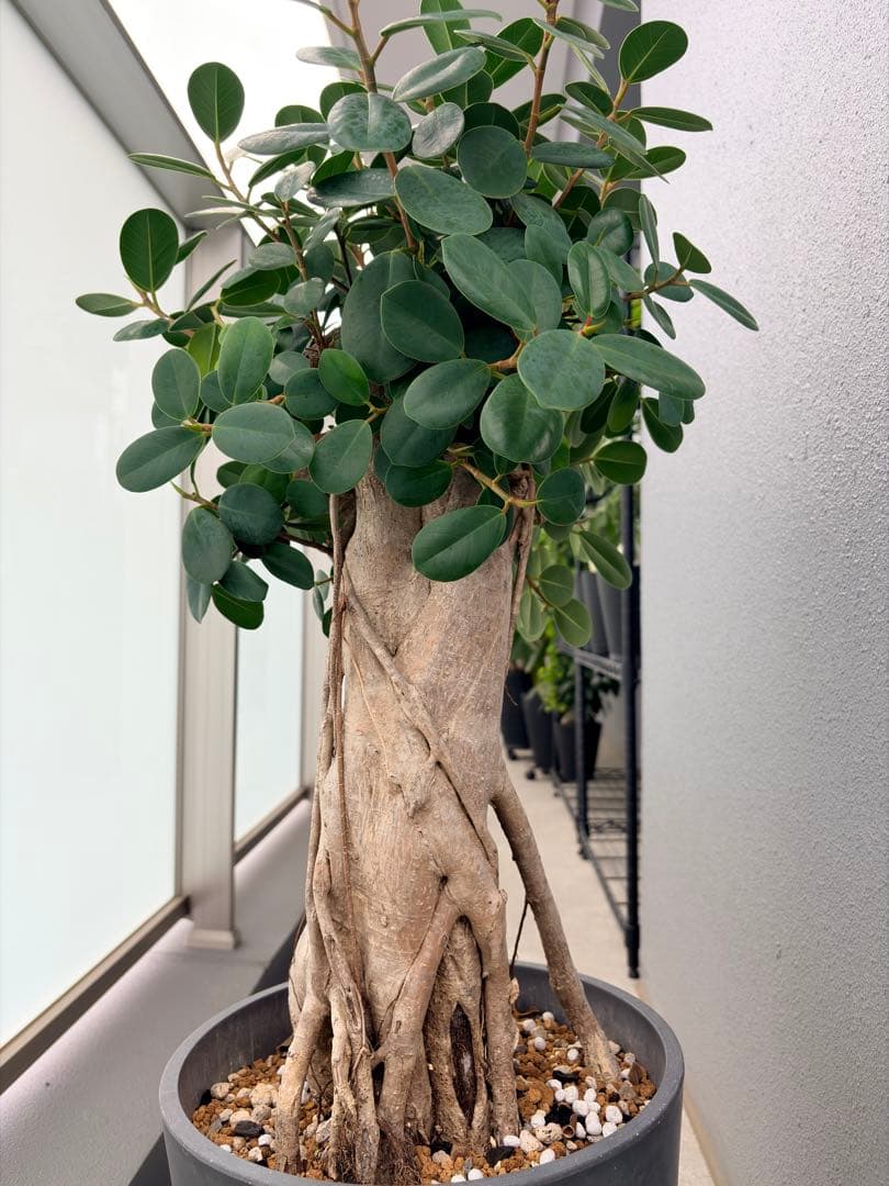 パンダガジュマル