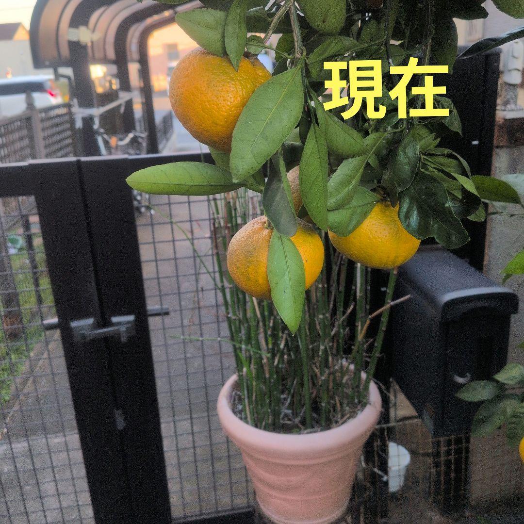 温州みかんの木　目隠し　植木　庭木　ガーデニング　蜜柑の木　果樹　☆早い者勝ち☆