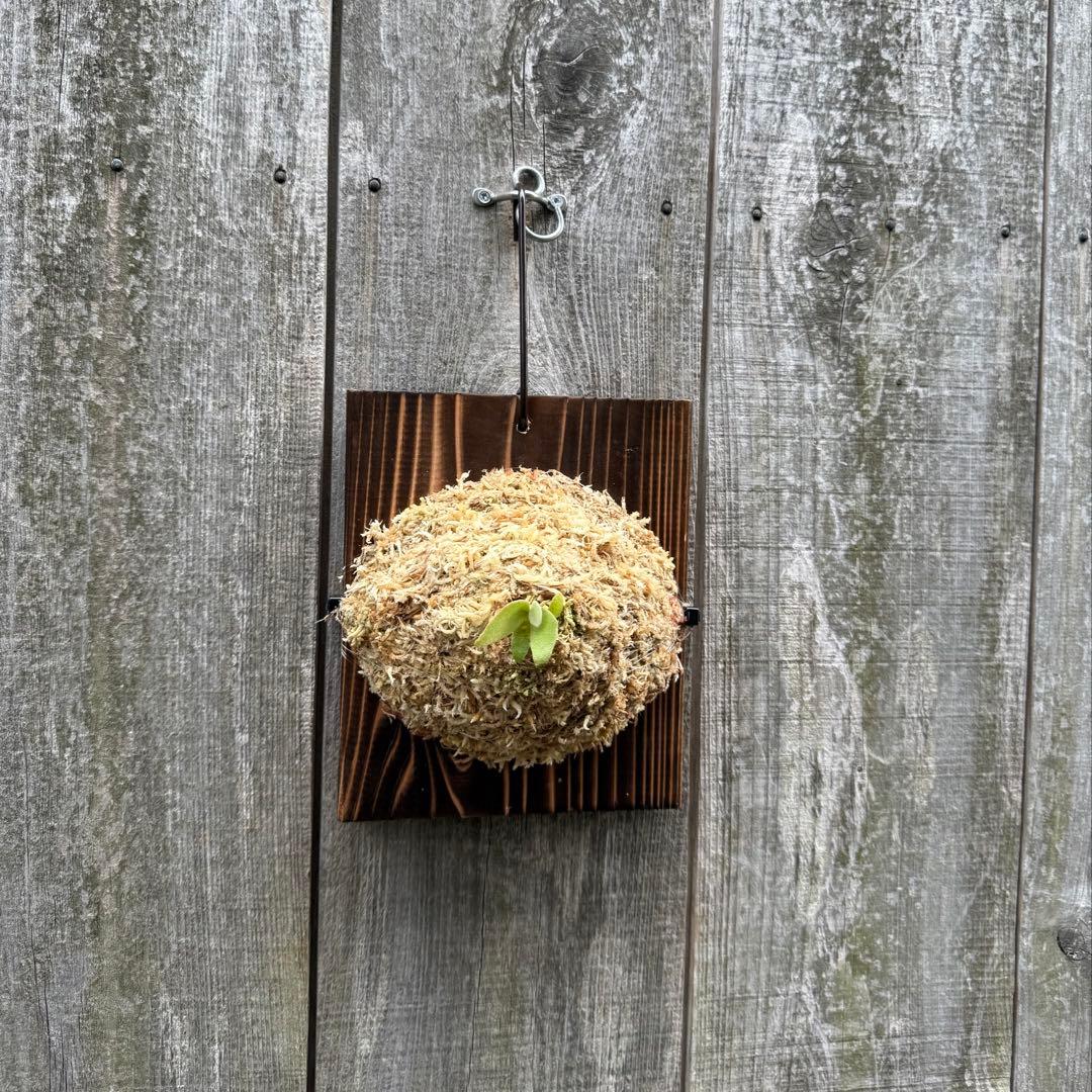 P.Triceratops (三角龍) pup ビカクシダ