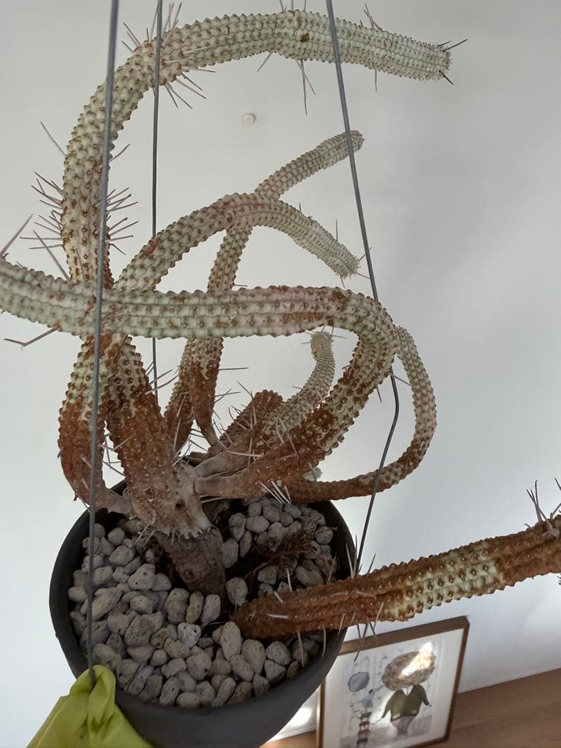 白樺キリン ユーフォルビア 多肉植物 吊り仕様　SOLSO