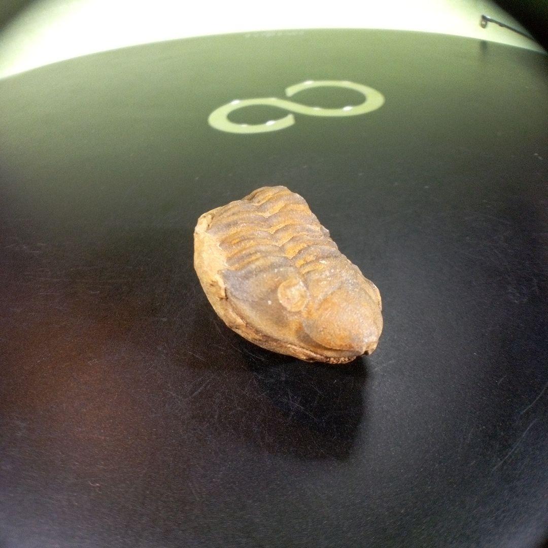 三葉虫　化石　fossil　海　ボリビア産　trilobite　海生動物種別⑦
