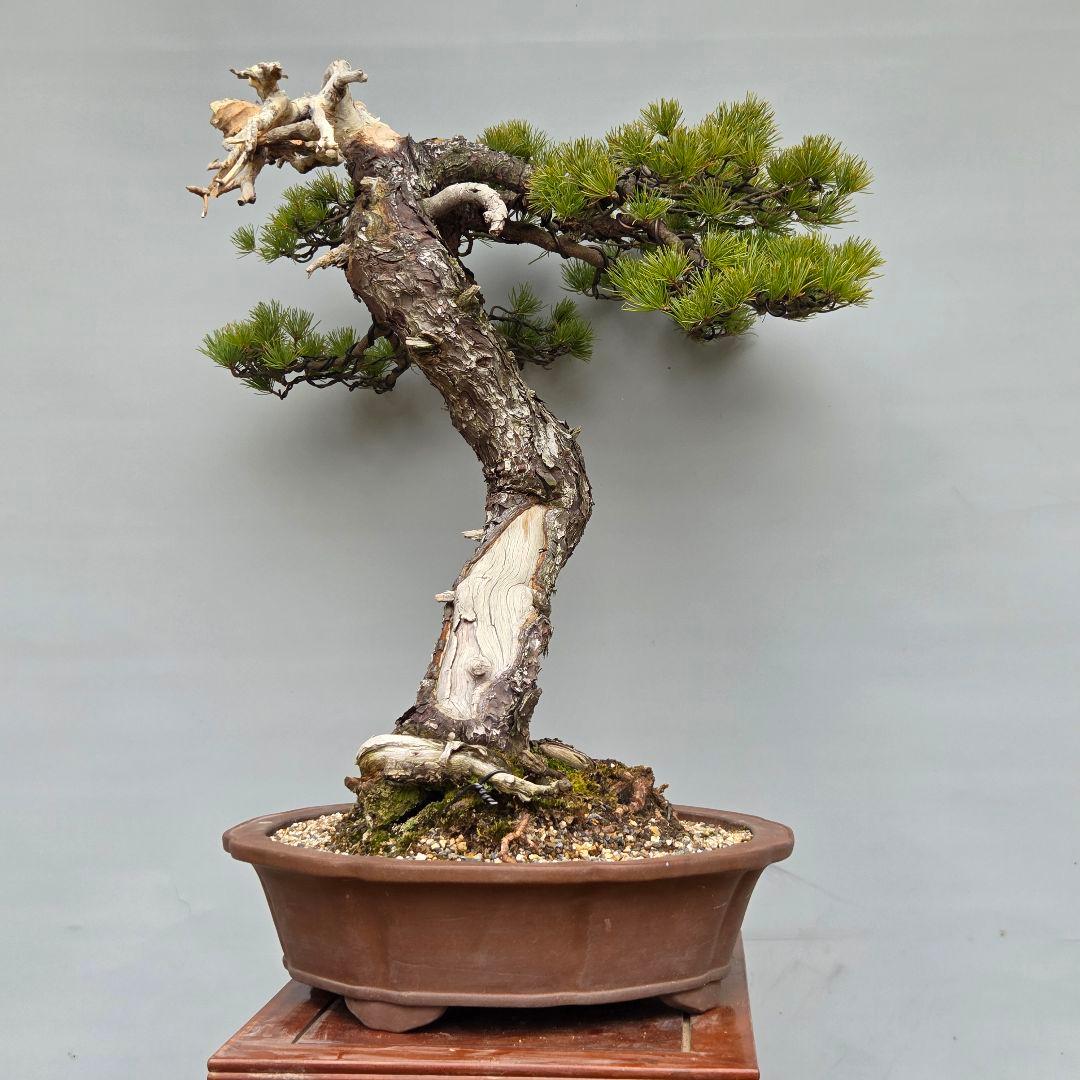 五葉松　[舎利幹斜幹木]　大品盆栽