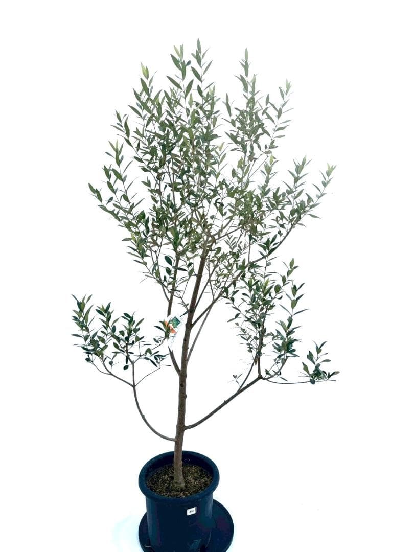 オリーブの木　ひなかぜ　10号　約195cm　NO.878　現品掲載