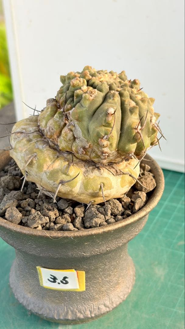 Youtubeショート商品登場　05 ギムノカリキウム　陶器鉢付　小品盆栽