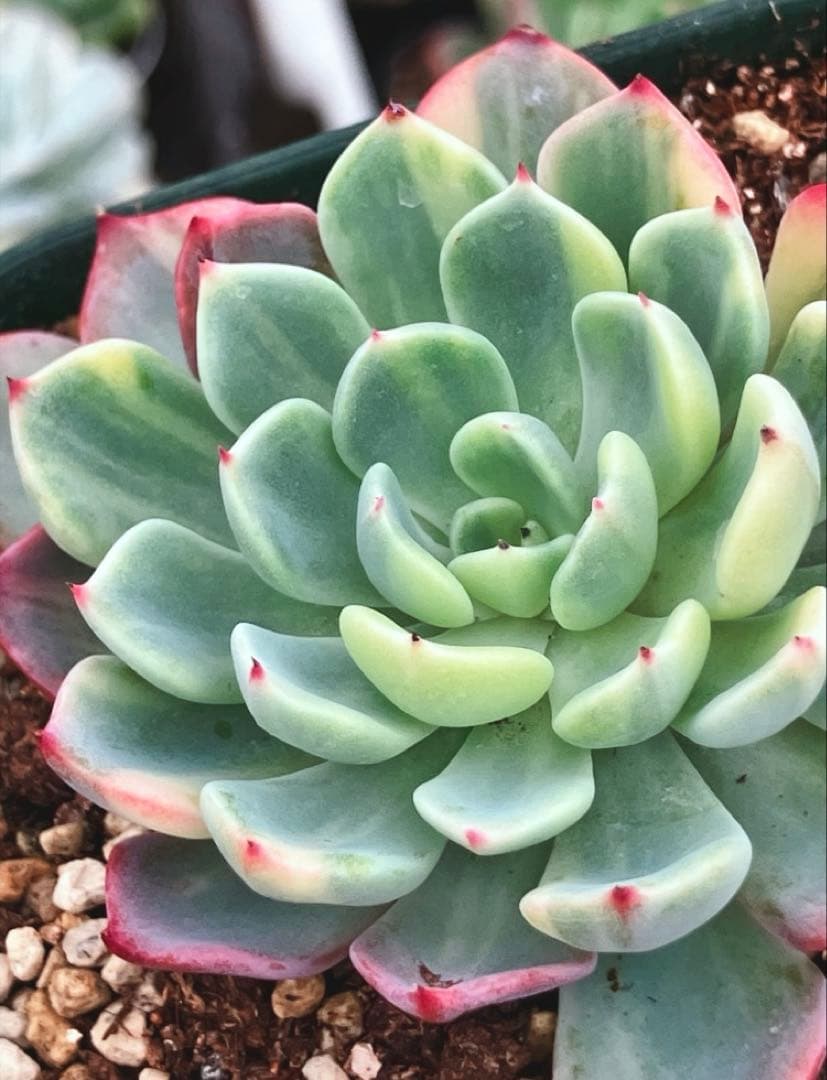 多肉植物　美斑❦七福美尼錦　抜き苗