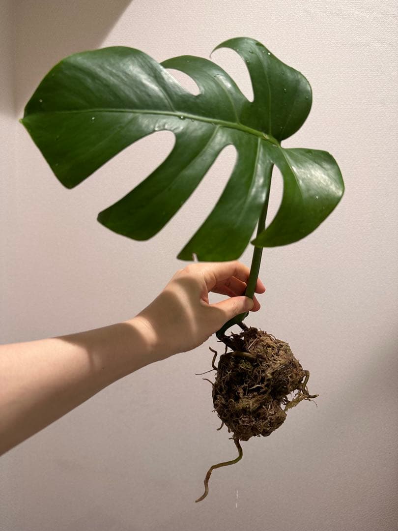 セブブルーミント　モンステラ　しっかり発根済み