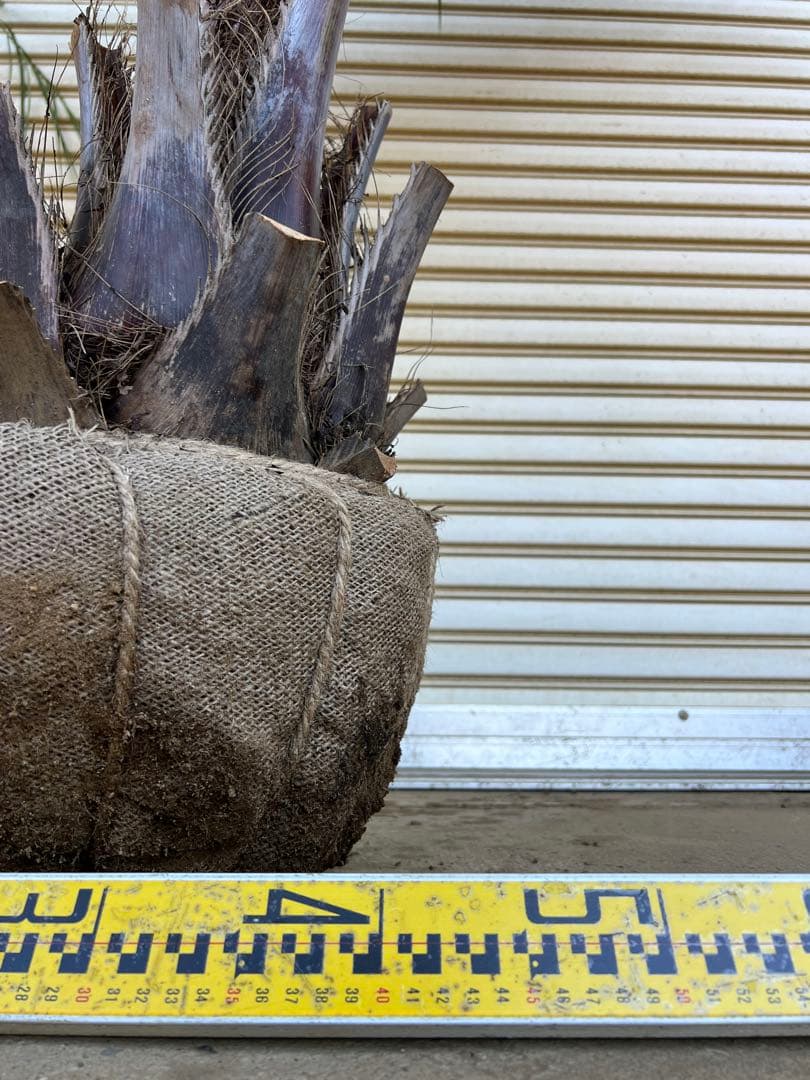 送料込み　ココスヤシ シルバーリーフ　株立ち　形状良　幹極太　現品