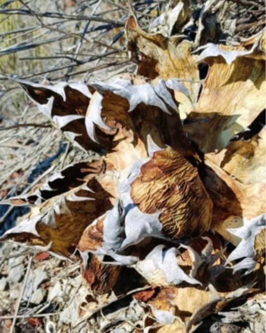 20%offアガベ オテロイ種オアハカ100粒fromルイスcollabウリエル