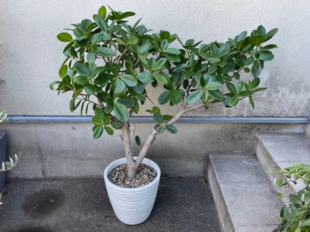直接引取◾️フィカス・レツーサ　ジャンボリーフ ガジュマル観葉植物 120cm