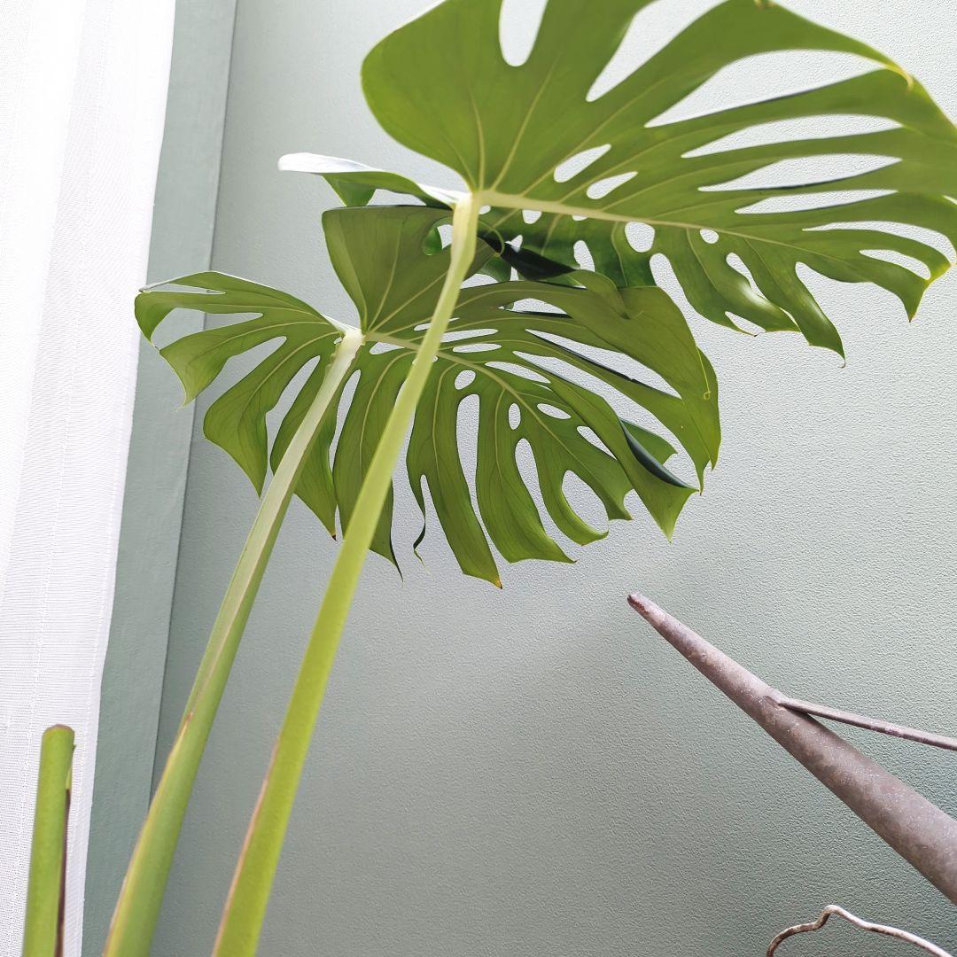 ＳＡＭ根上り モンステラ デリシオーサ (現品) 癒し空間８号