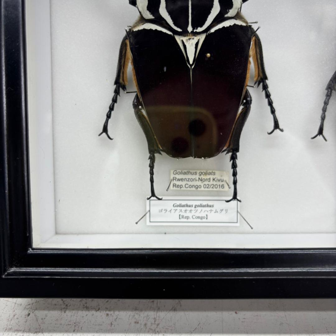 M◆ゴライアスオオツノハナムグリ　2頭　昆虫標本